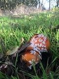 Amanita muscaria f. flavivolvata image