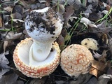 Amanita muscaria f. flavivolvata image