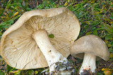 Melanoleuca cognata image