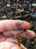 Gymnopus subpruinosus image