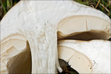 Melanoleuca cognata image