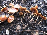 Conocybe rugosa image