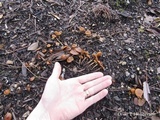 Conocybe rugosa image