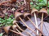 Psilocybe pelliculosa image