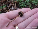 Psilocybe pelliculosa image