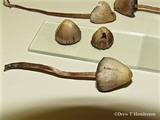 Psilocybe pelliculosa image