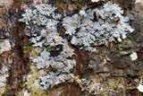 Fuscopannaria leucosticta image
