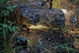Wrightoporia avellanea image
