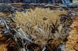 Wrightoporia avellanea image