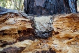 Wrightoporia avellanea image