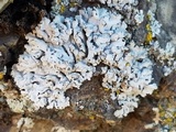 Physcia phaea image