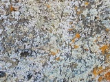 Physcia phaea image