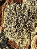 Dimelaena oreina image
