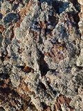 Dimelaena oreina image