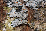 Fuscopannaria leucosticta image
