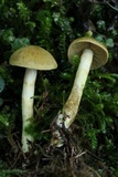 Cortinarius venetus image