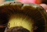 Cortinarius atrovirens image