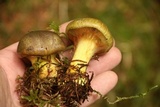 Cortinarius atrovirens image