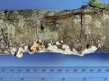 Byssomerulius corium image