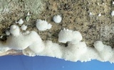 Byssomerulius corium image
