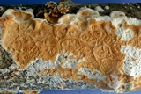 Byssomerulius corium image
