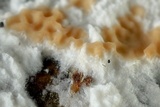 Byssomerulius corium image