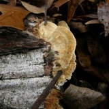 Trametopsis cervina image