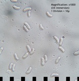 Trametopsis cervina image