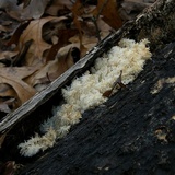 Hericium americanum image