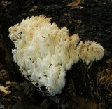 Hericium americanum image