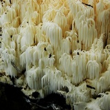 Hericium americanum image