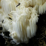 Hericium americanum image