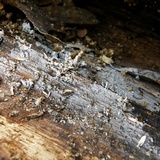 Hericium americanum image