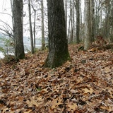Hericium americanum image