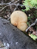 Polyporus tuberaster image