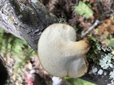 Polyporus tuberaster image