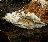 Trametopsis cervina image