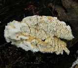 Trametopsis cervina image
