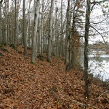 Trametopsis cervina image