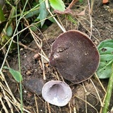Auricularia nigricans image