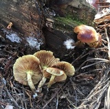 Pholiota spumosa image