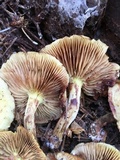 Pholiota spumosa image