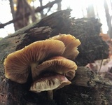 Pholiota spumosa image