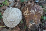 Calvatia craniiformis image