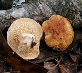 Hydnum cuspidatum image