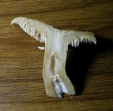 Hydnum cuspidatum image