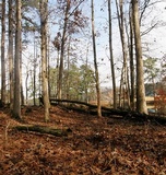 Hydnum cuspidatum image