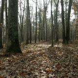 Hydnum cuspidatum image