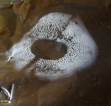 Hydnum cuspidatum image