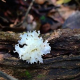 Tremella fuciformis image